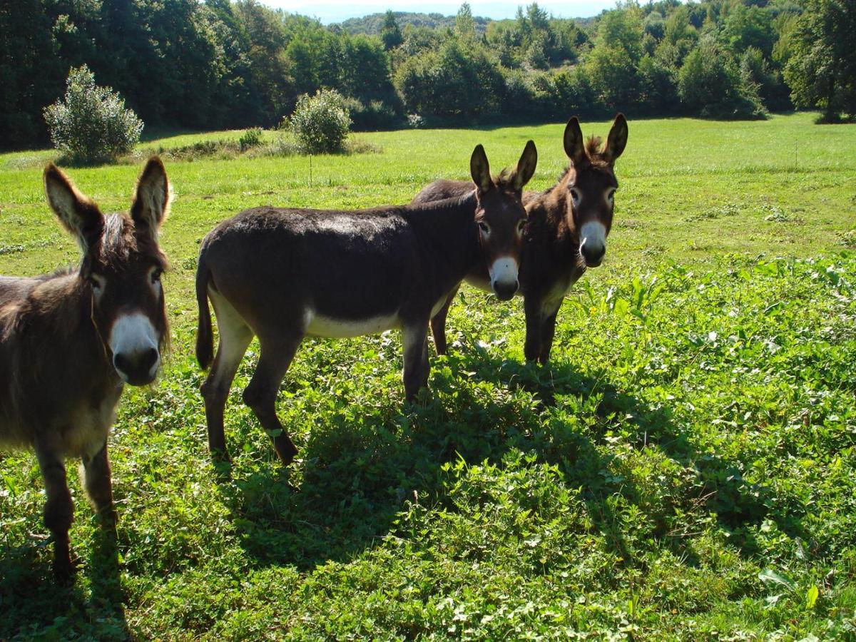L'Oree Des Bois Dommartin-Les-Cuiseaux Buitenkant foto
